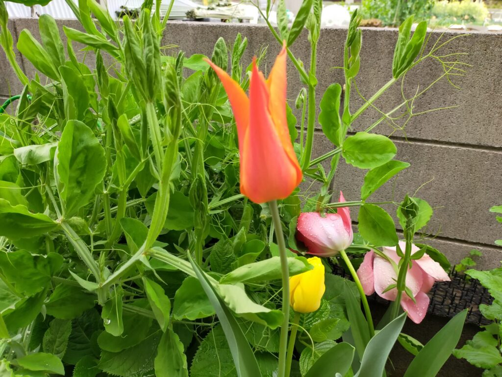 tulipa-04