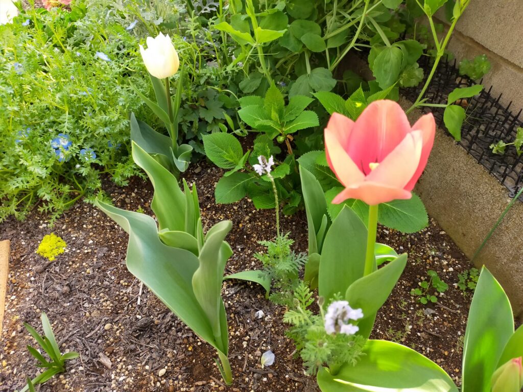 tulipa-06
