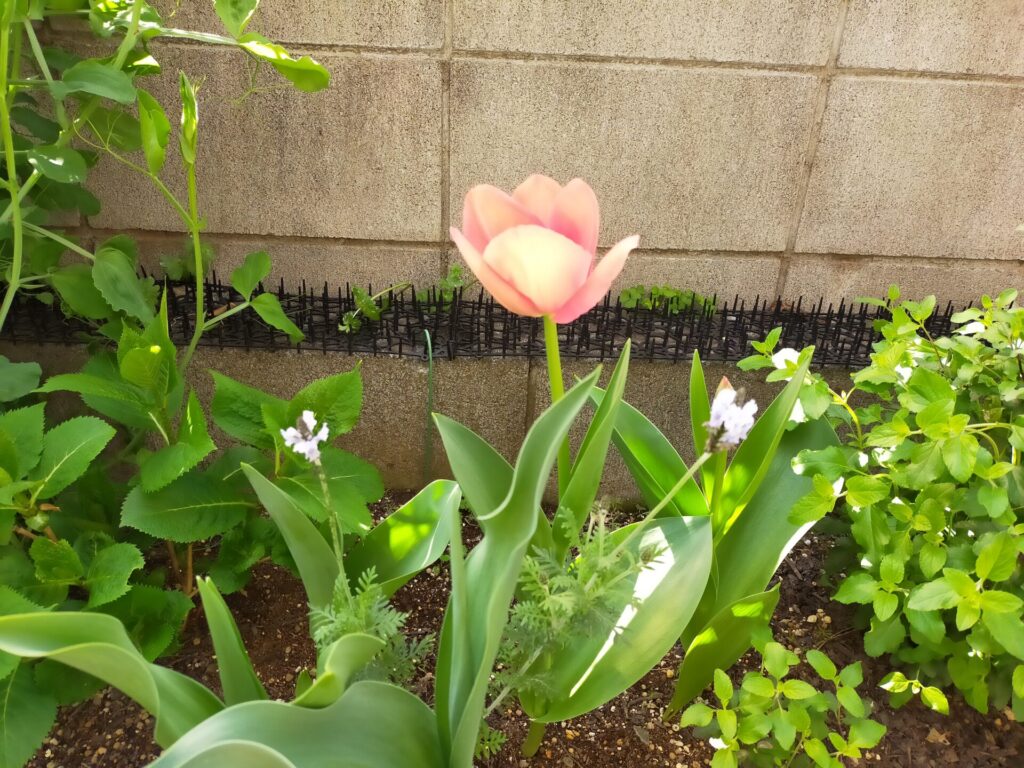 tulipa-08
